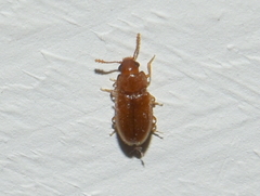 Mycetophagidae