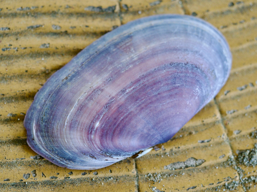 Hiatula boeddinghausi