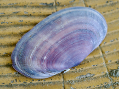 Hiatula boeddinghausi