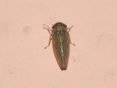 Megophthalminae