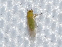 Heteropsylla