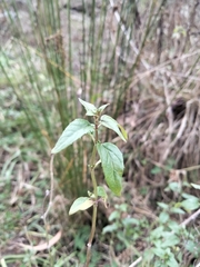 Mentha australis, photograph (c) plantlookymagee, some rights reserved (CC BY)