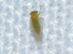 Heteropsylla