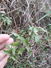 Mentha australis, photograph (c) plantlookymagee, some rights reserved (CC BY)