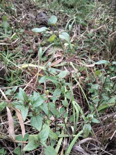 Mentha australis, photograph 5