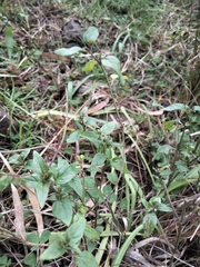 Mentha australis, photograph (c) plantlookymagee, some rights reserved (CC BY)