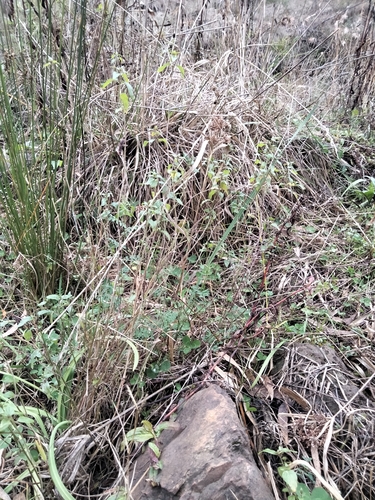 Mentha australis, photograph 6