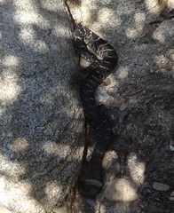 Crotalus cerberus