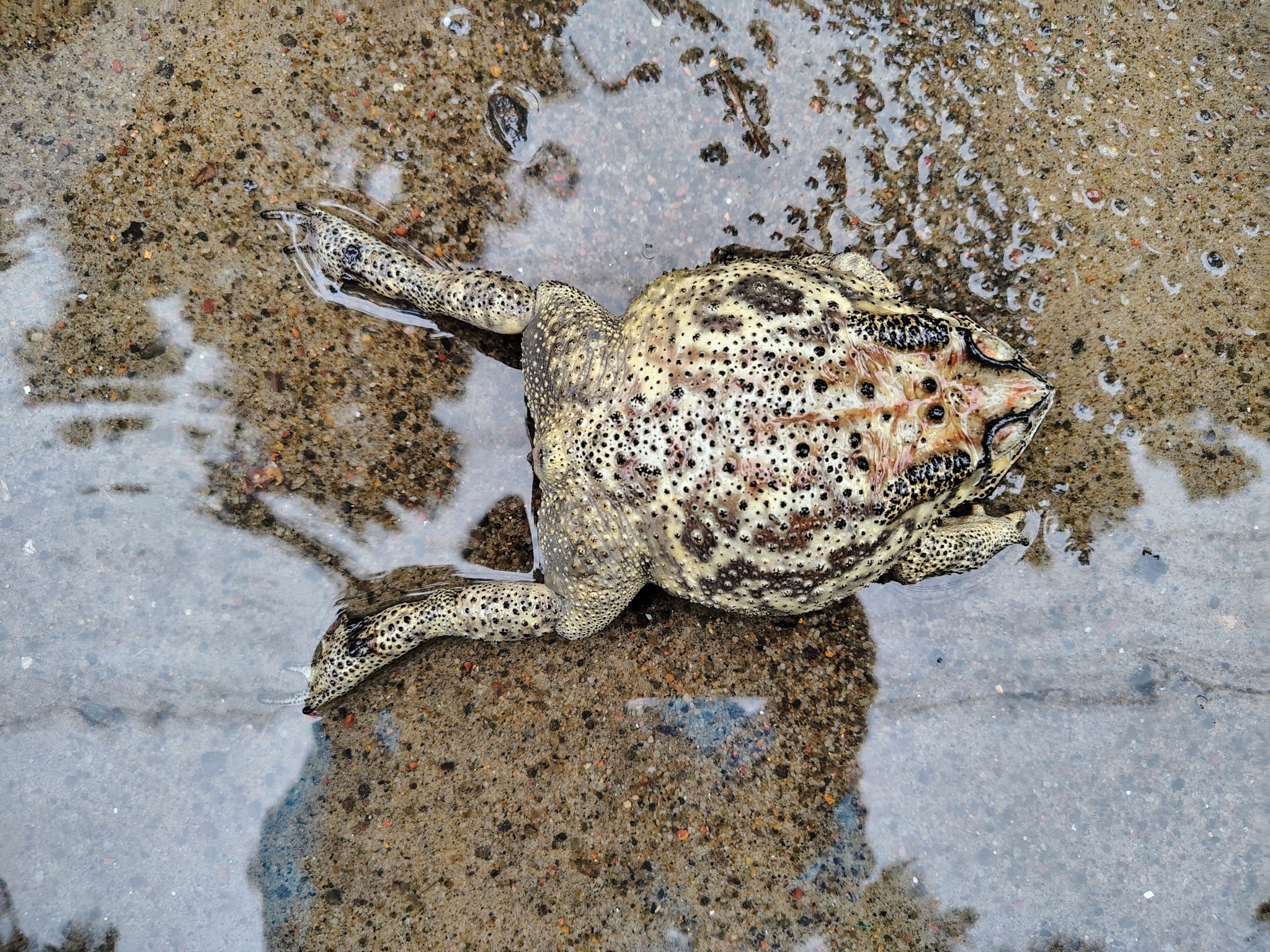 Indian Common True Toad