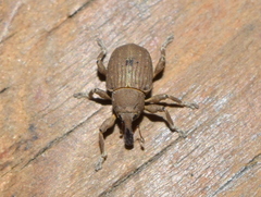 Neochetina eichhorniae