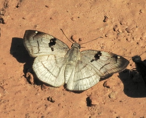 Antigonus decens