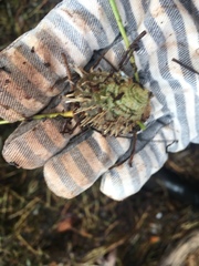 Pinctada imbricata