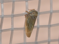 Megophthalminae