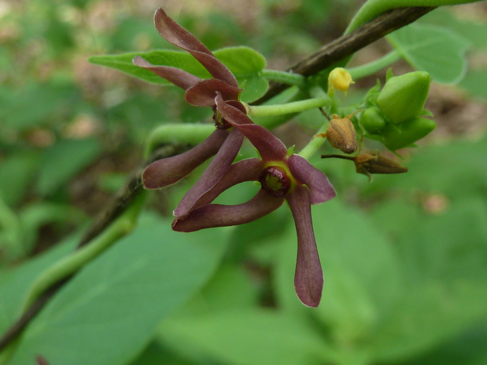 Matelea floridana