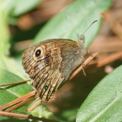Paramacera xicaque xicaque