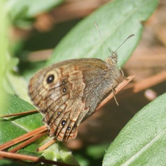 Paramacera xicaque xicaque