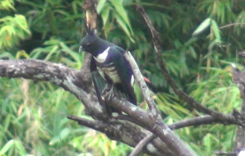 Black Baza