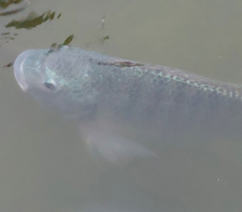 Chala-tilapia (Oreochromis hunteri) — Cichlidae — 5