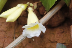 Anemopaegma