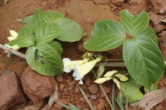 Anemopaegma