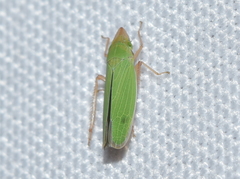 Draeculacephala soluta