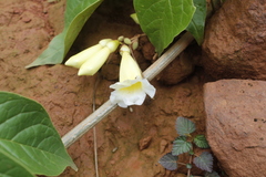 Anemopaegma