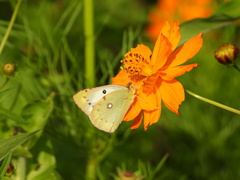 Colias poliographus