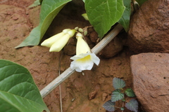 Anemopaegma