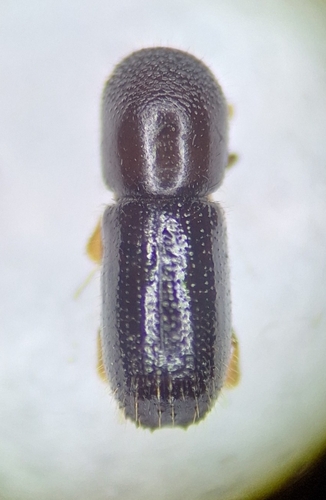 Xyleborinus saxesenii, 2025-06-13