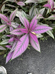 Strobilanthes auriculata dyeriana