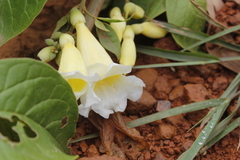 Anemopaegma