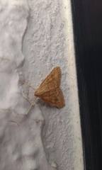 Udea fulvalis