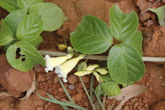 Anemopaegma