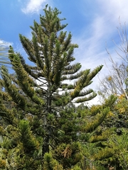Araucaria