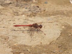 Sympetrum striolatum