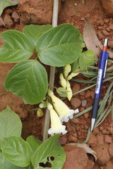 Anemopaegma