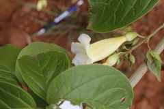 Anemopaegma