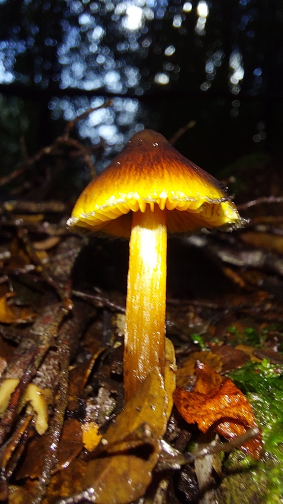 Hygrocybe astatogala · June 2025 · photo: © tassietravelsblog (iNaturalist, cc0)
