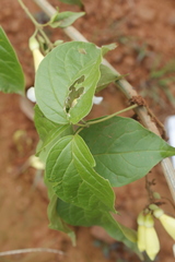 Anemopaegma
