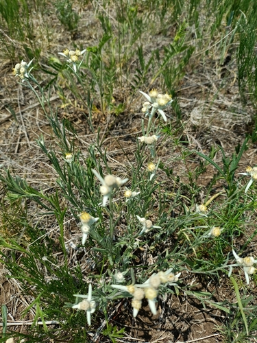 Leontopodium leontopodioides (Leontopodium leontopodioides)