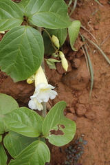 Anemopaegma