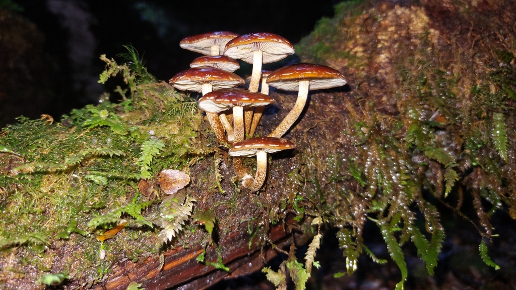 Hypholoma brunneum · June 2025 · photo: © tassietravelsblog (iNaturalist, cc0)