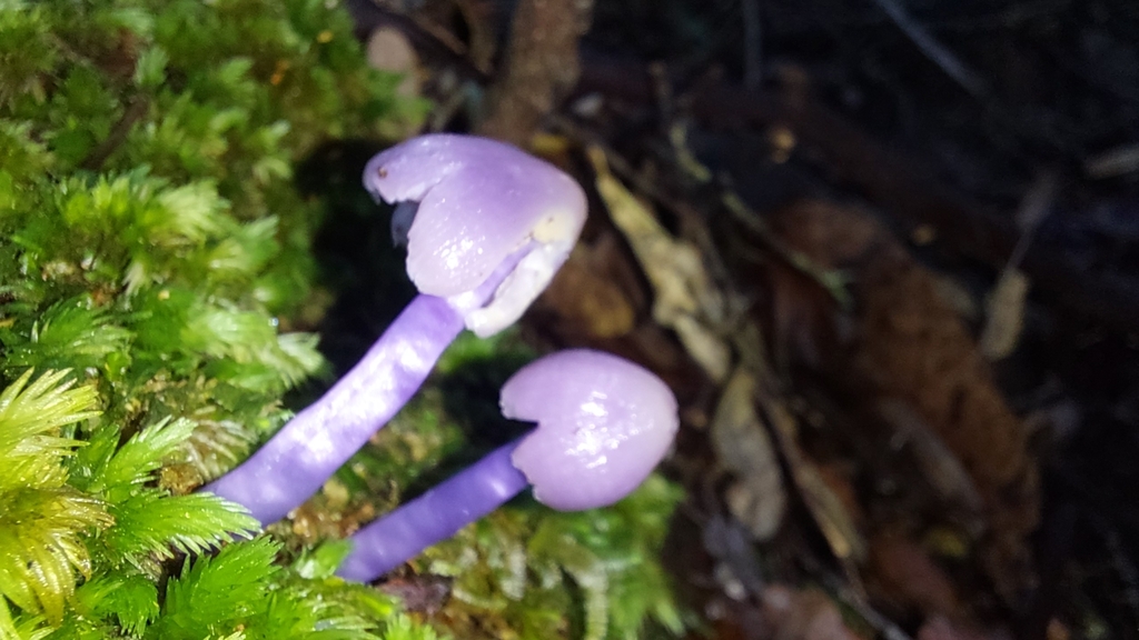 Porpolomopsis lewelliniae · June 2025 · photo: © tassietravelsblog (iNaturalist, cc0)