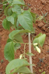 Anemopaegma