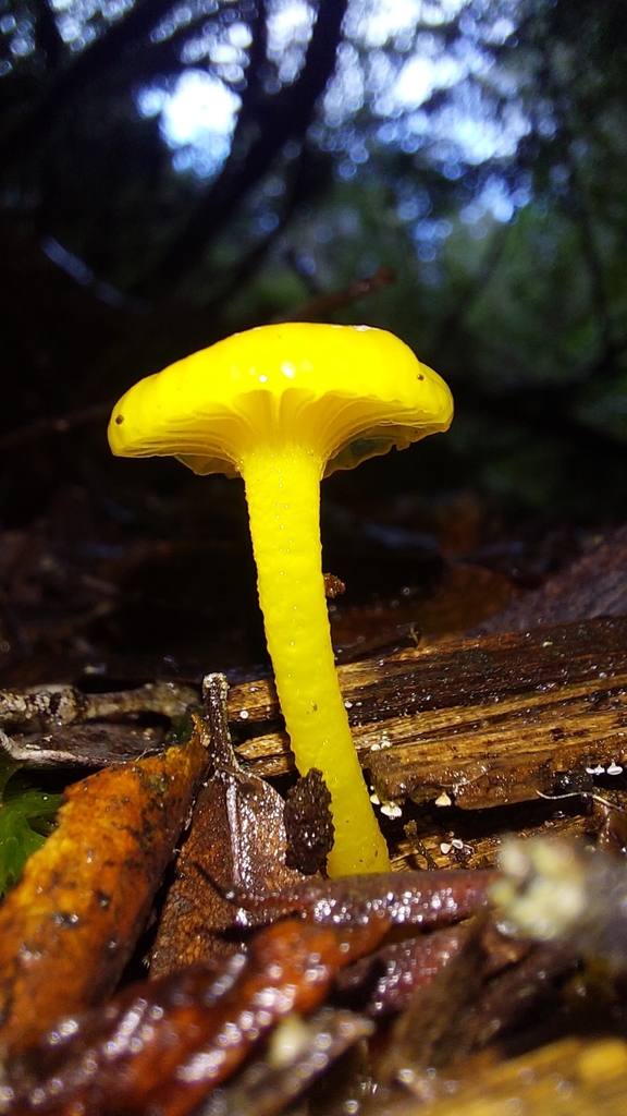 Gloioxanthomyces chromolimoneus · June 2025 · photo: © tassietravelsblog (iNaturalist, cc0)