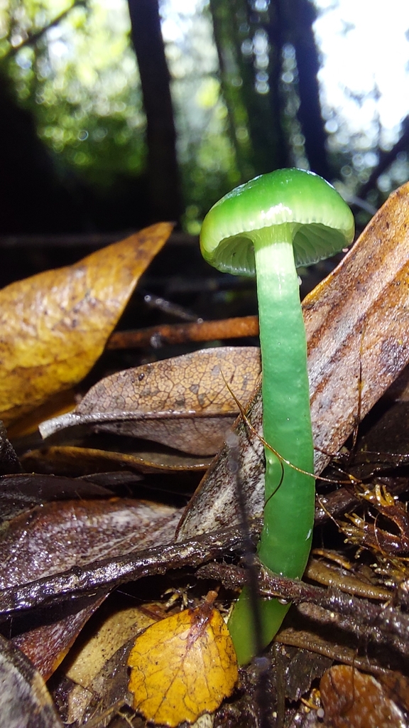 Gliophorus graminicolor · June 2025 · photo: © tassietravelsblog (iNaturalist, cc0)