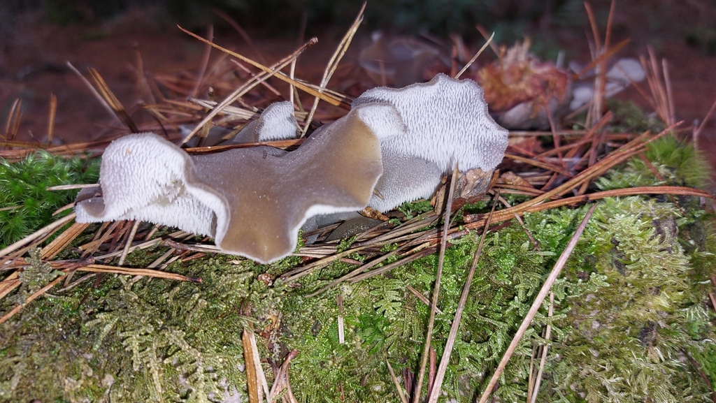 Pseudohydnum tasmanicum · June 2025 · photo: © tassietravelsblog (iNaturalist, cc0)