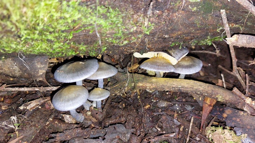 Cortinarius rotundisporus · June 2025 · photo: © tassietravelsblog (iNaturalist, cc0)