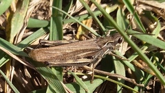 Chorthippus fallax fallax