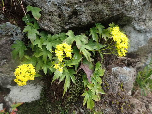 Patrinia triloba iNat (2)
